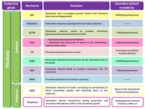 Glands Of The Endocrine System Chart