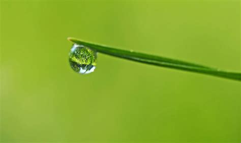 568914 Blade Of Grass Dew Drop Of Water Green Leaf Macro Plant