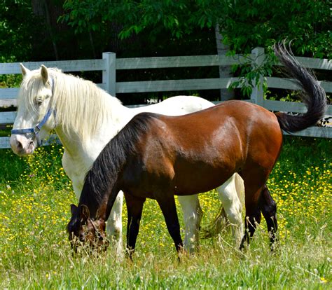 Founder (laminitis) in horses is a serious condition of the foot caused by the pedal bone rotating and pointing towards the horse's sole. horses-grazing-june-2014-2 - The Inn at East Hill Farm
