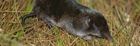 They can become serious pests when they come indoors, and also when outdoor populations get out of control and do major damage. How to Get Rid of Shrews | Shrew Trap