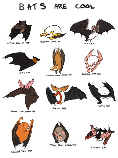 Types Of Bats Bats Photo 37803749 Fanpop