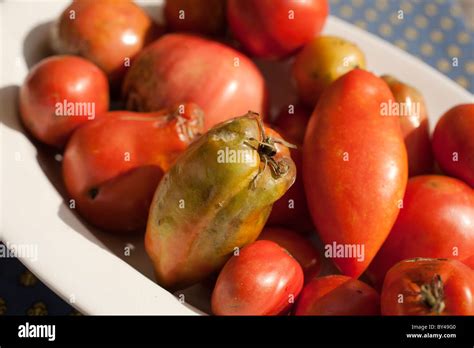 Rotten Tomato Hi Res Stock Photography And Images Alamy