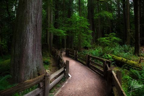 Beautiful Forest British Columbia Canada By Alfonso Palacios On