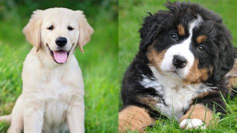 Golden Mountain Dog Golden Retriever And Bernese Mountain Dog Mix Info