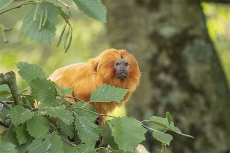 Meet Our Marvellous Monkeys Newquay Zoo