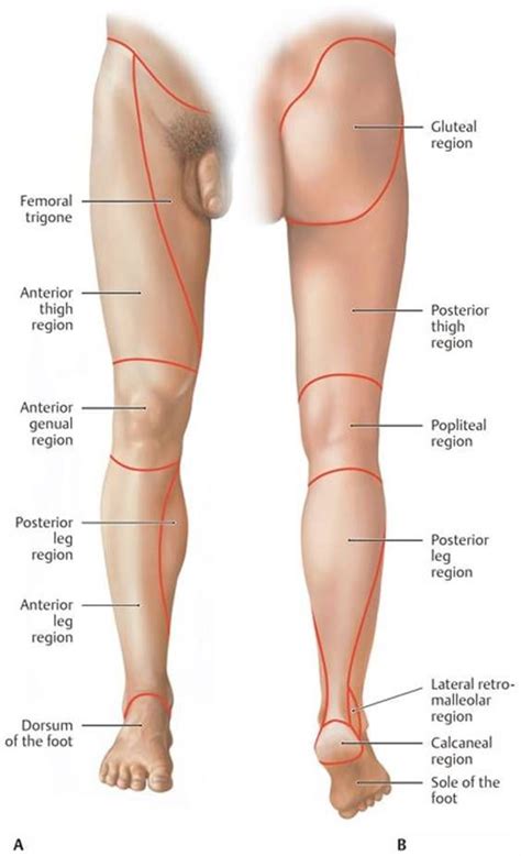 Anterior muscles extend your legs. Overview of the Lower Limb - Anatomy: An Essential ...