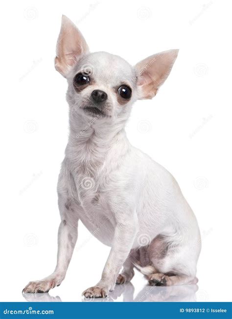 White Chihuahua 3 Years Old Stock Photo Image Of Pedigreed Studio