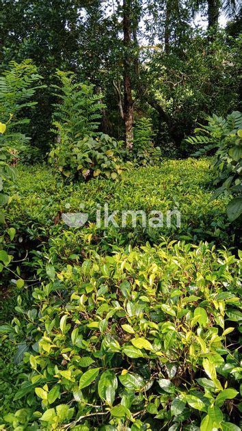 Acres Valuable Land In Kandy Ikman