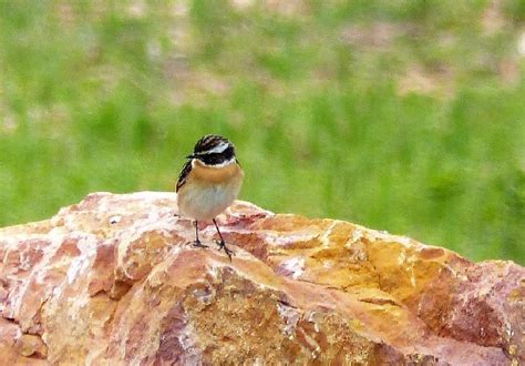 También es de especial importancia para las aves, con 30 especies de aves reproductoras como la codorniz o la tarabilla norteña, entre las que se incluyen algunas muy amenazadas a nivel mundial. Ficha de Tarabilla norteña: Anuario Ornitológico de ...