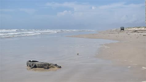 An Alligator From Louisiana Was Discovered On A South Texas Beach Over