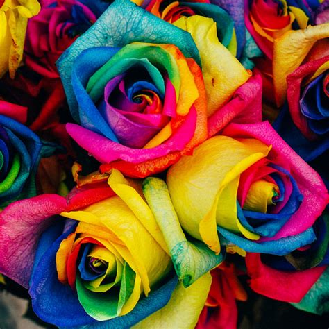 25 Rare Holland Rainbow Rose Flower Seeds Rama Deals