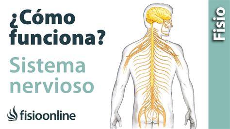 Anatom A Estructura Y Funcionamiento Del Sistema Nervioso Fisioonline
