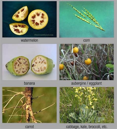 How do you feel about genetically modified food? Applied Mythology: May 2015