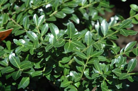 Check spelling or type a new query. Green Lustre Japanese Holly (Ilex crenata 'Green Lustre ...