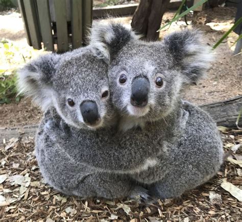 Photos Of Koalas ‘hugging It Out At Australian Reptile Park Are