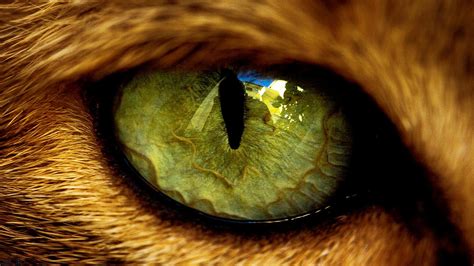 Eyes Animals Wallpapers Hd Desktop And Mobile Backgrounds