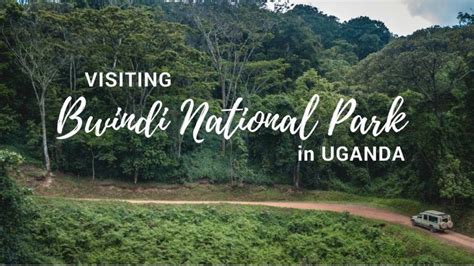Getting To Bwindi Impenetrable National Park Accessing Bwindi