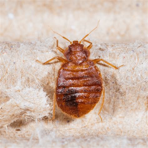 Bugs That Look Like Bed Bugs Prodigy Pest Solutions