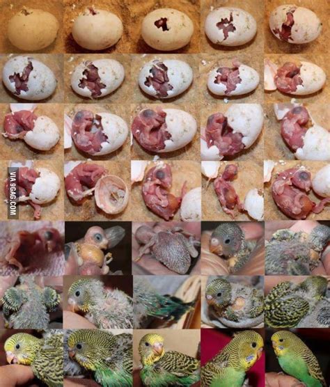 Development Of A Budgie From Hatching To Adulthood This Entire Process Takes Only Days