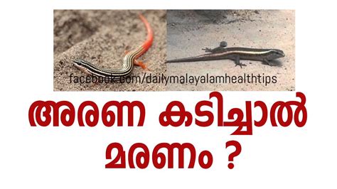 First known use of malayalam. Arana Kadichal Maranam? ( അരണ കടിച്ചാല്‍ മരണം ?) Malayalam ...