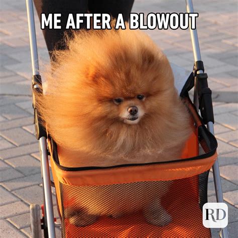 40 Funny Animal Memes Readers Digest