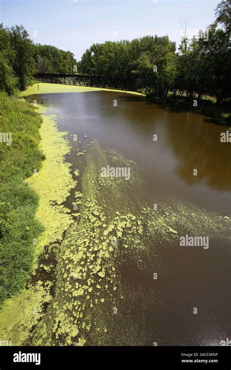 Green Algae In A Stagnant River Photographed Near The Trestle Bridge