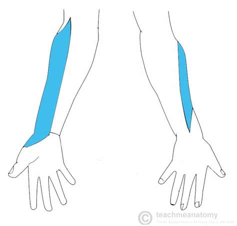 The Musculocutaneous Nerve Course Motor Sensory Teachmeanatomy