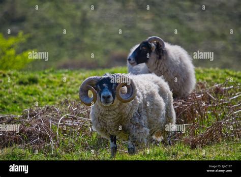 Scottish Blackface Sheep Stock Photo Alamy