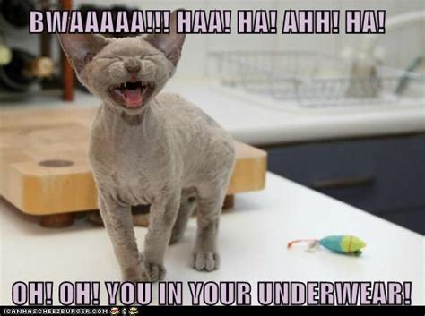 Bwaaaaa Haa Ha Ahh Ha Lolcats Lol Cat Memes Funny Cats