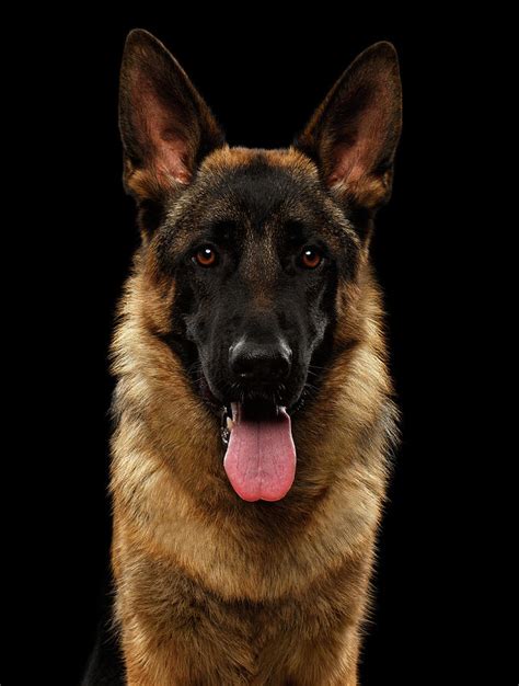 Closeup Portrait Of German Shepherd On Black Photograph By Sergey Taran