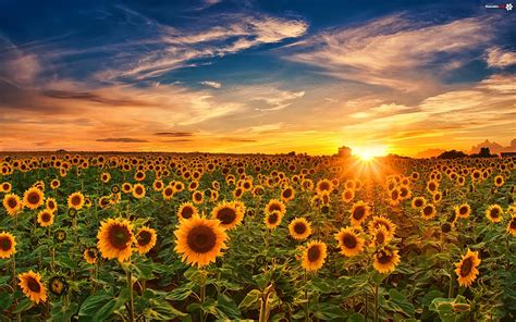Pole Kwiaty Słoneczniki Chmury Promienie Słońca Zdjęcia