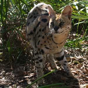 Search our extensive list of dogs, cats and other pets available near you. Arizona Serval at Big Cat Rescue