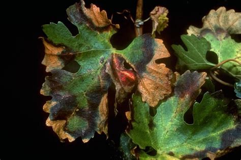 Pests and diseases that attack your beautiful plants and delicious homegrown. Host range expands for #1 plant pest - Vinehealth Australia