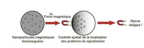 Principe Général Des Nanoparticules Magnétiques Bioconjuguées Et Download Scientific Diagram