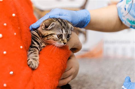 Take it to the vet. Georgia Animal Shelter Forced to Euthanize 26 Cats Due to ...