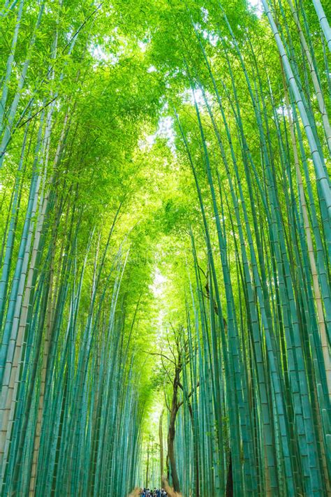 Path To Bamboo Forest At Arashiyama In Kyoto Stock Photo Image Of