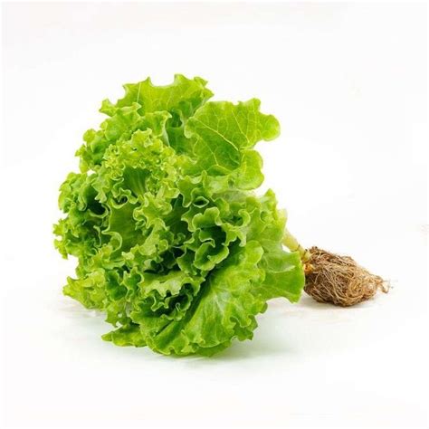 Hydroponic Lettuce Nutrient Mix For Hydroponic Lettuce Hydroponic