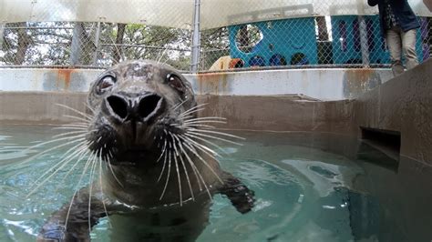 New Harbor Seal Swimming Behind The Scenes Youtube