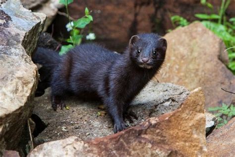 Art Landers Outdoors American Mink Long Tailed Weasel Are Small
