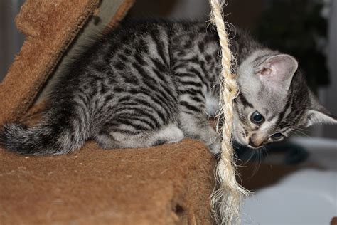 5 Stunning Pure Bengal Kittens For Sale Bengal For Sale Near Me In