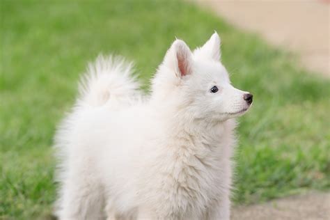 13 Dogs That Look Like A Fox Readers Digest