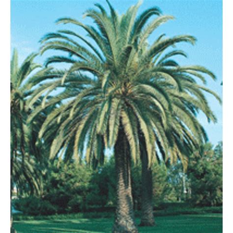 1 Sylvester Date Palm Feature Tree L20733 At