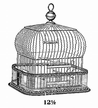 Cage Coloring Bird Pages Tocolor