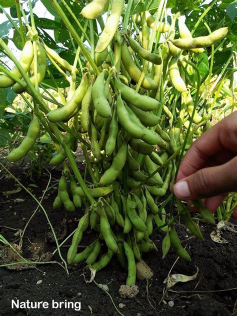 Growing Soybean How To Grow Soybean Edamame Naturebring