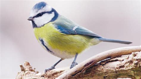 Видео vögel im garten канала gärtnerin aus leidenschaft jetzt auf la palma. Nabu-Aktion auch im Kreis Cuxhaven: Vögel im Garten zählen ...