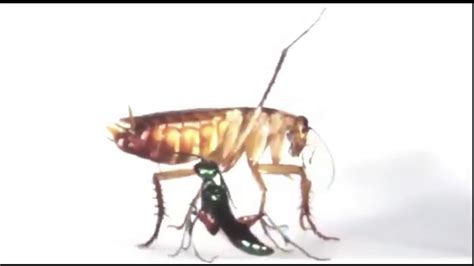 Karate Cockroach Does An Oof Youtube