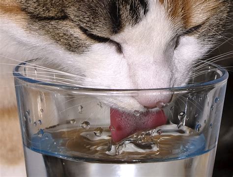 Cat Detail Nose Glass Water Cat Sweet Hd Wallpaper Peakpx