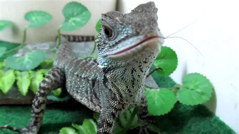 Gippsland water dragon, physignathus lesueurii howittii, is a subspecies of the australian water dragon. FEEDING TIME!!!! for Gippsland Water Dragons - YouTube