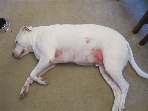 Pitbull Skin Rash On Belly Pitbull Dog