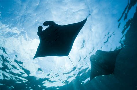 South Africa Celebrates First Ever World Manta Ray Day Daftsex Hd
